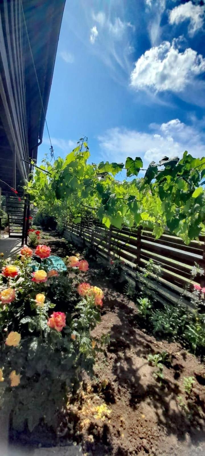 Casa Calin Apartment Vama Veche Bagian luar foto